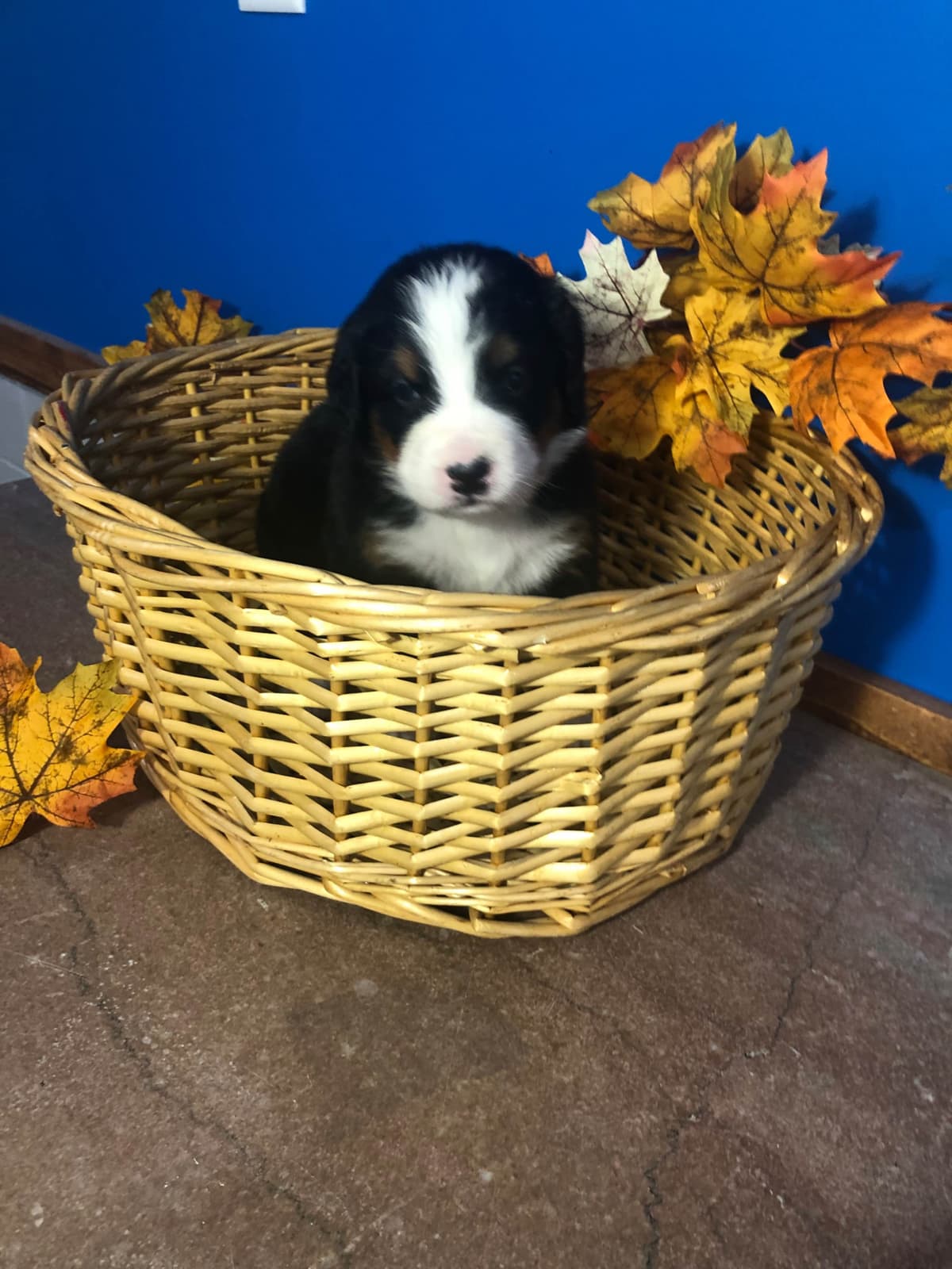 Bernese Mountain Dog Puppies breeder image 12