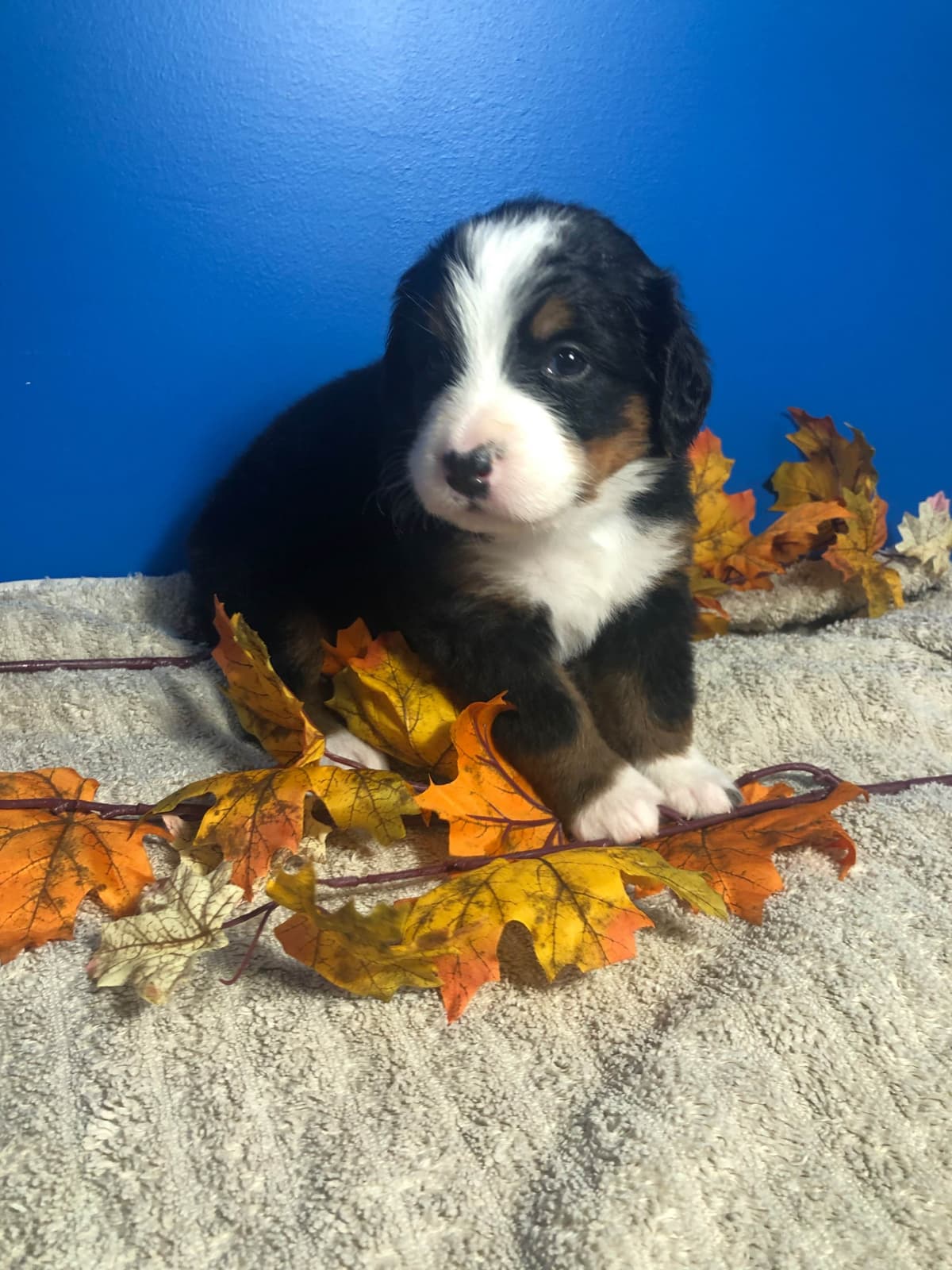 Bernese Mountain Dog Puppies breeder image 14
