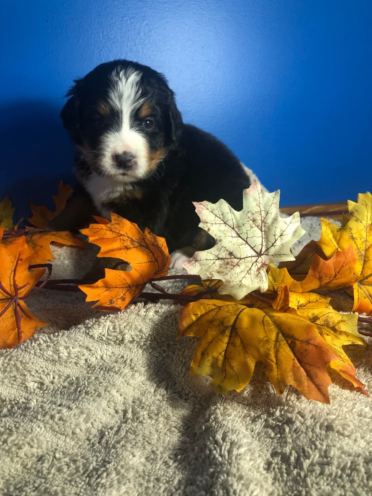 Bernese Mountain Dog Puppies breeder image 13