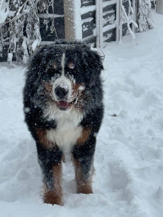 Bernese Mountain Dog Puppies media 2