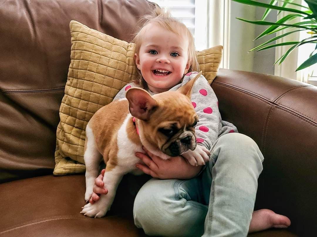 French Bulldog Puppies breeder image 5
