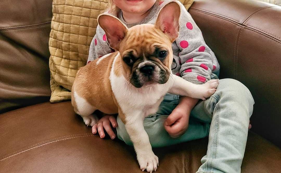 French Bulldog Puppies breeder image 4