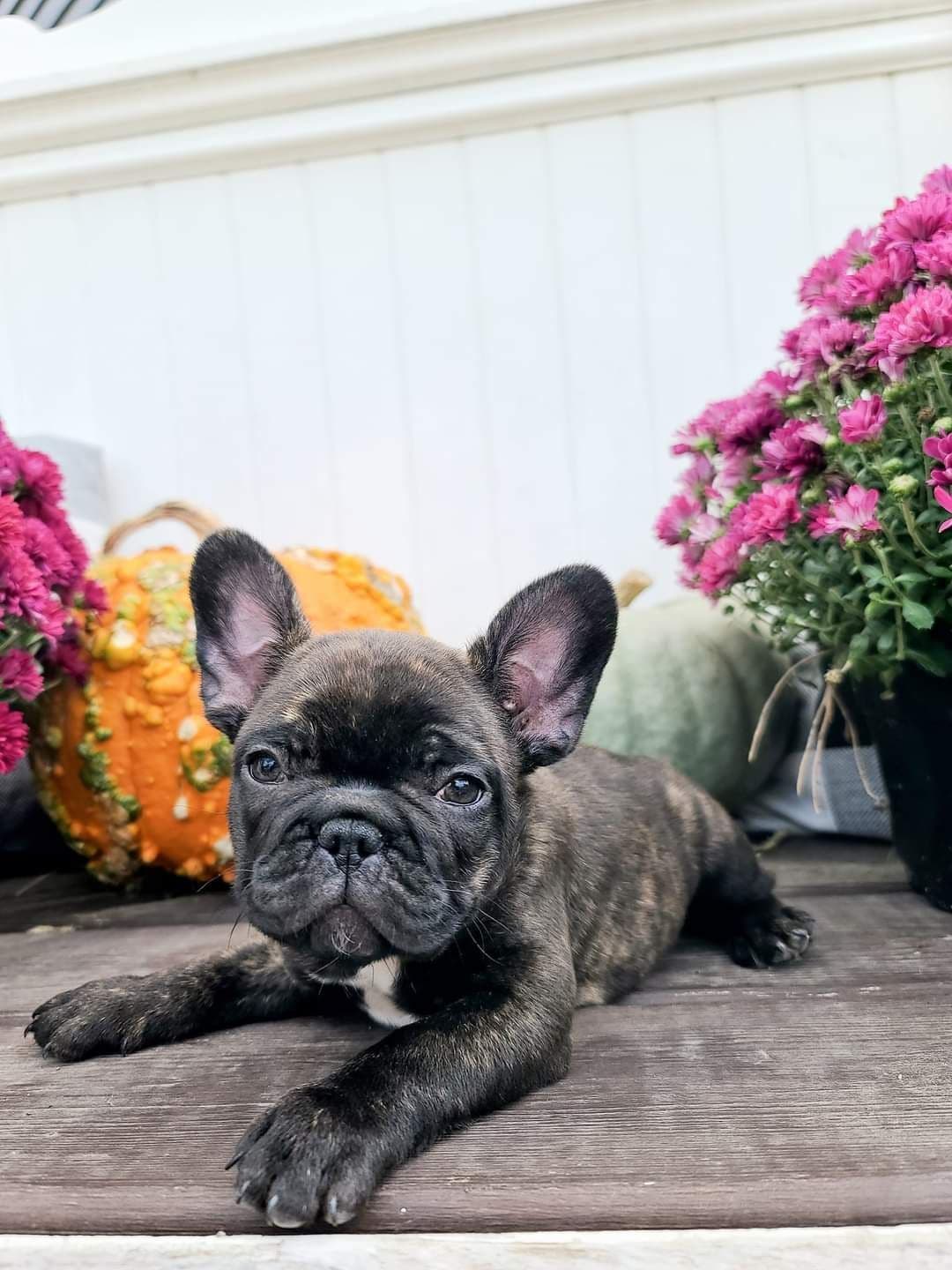 French Bulldog Puppies breeder image 8