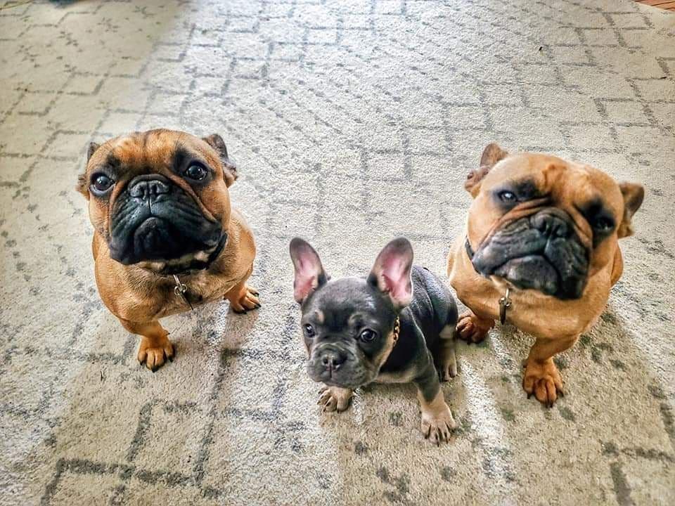 French Bulldog Puppies breeder image 10