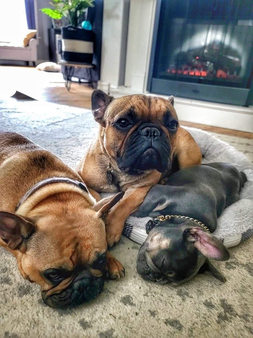 French Bulldog Puppies breeder image 11