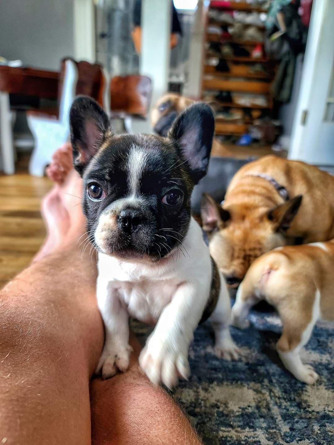 French Bulldog Puppies breeder image 12