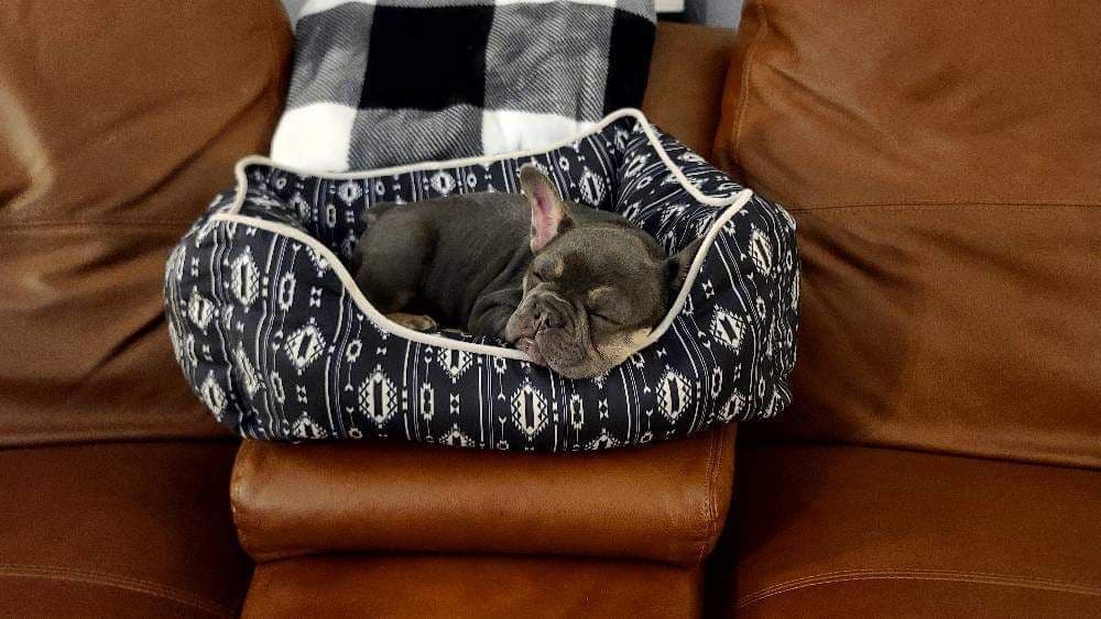French Bulldog Puppies breeder image 13