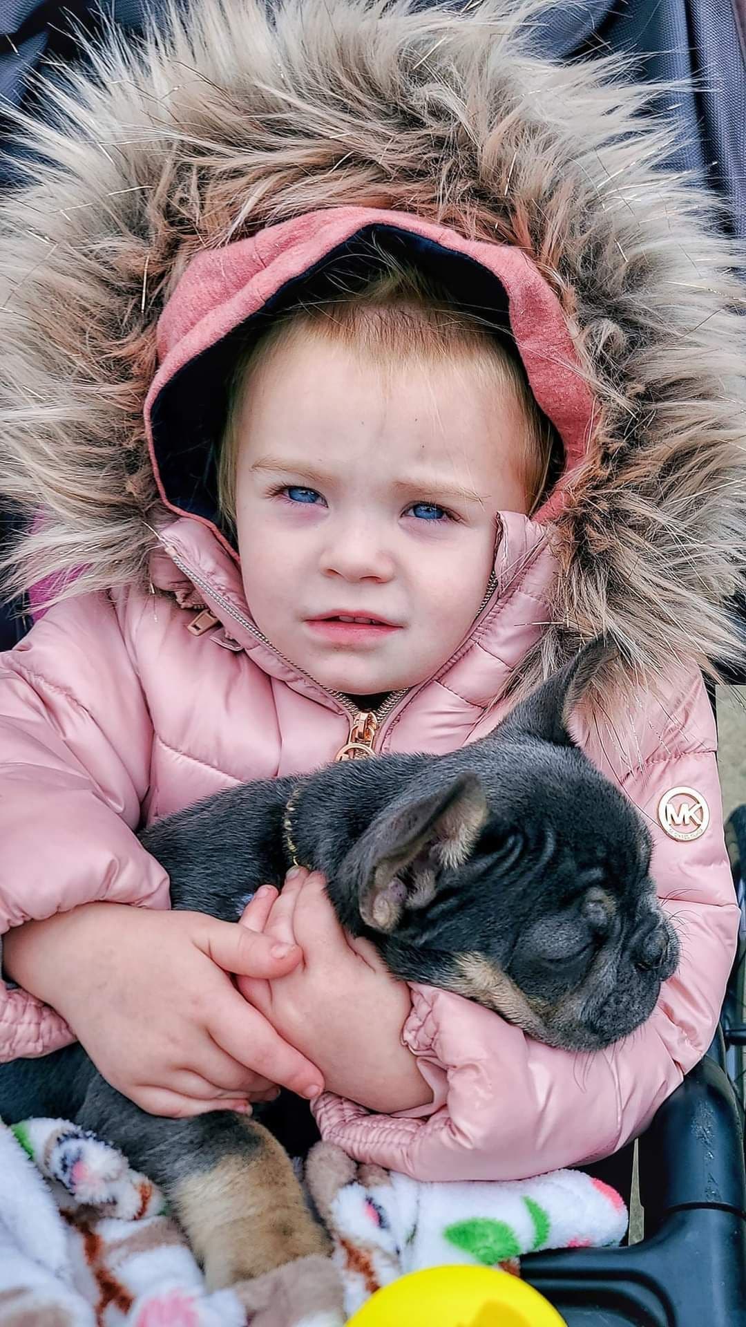 French Bulldog Puppies breeder image 15