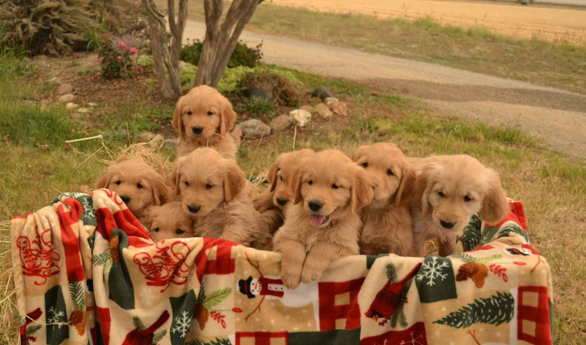 Golden Retriever Puppies breeder image 1