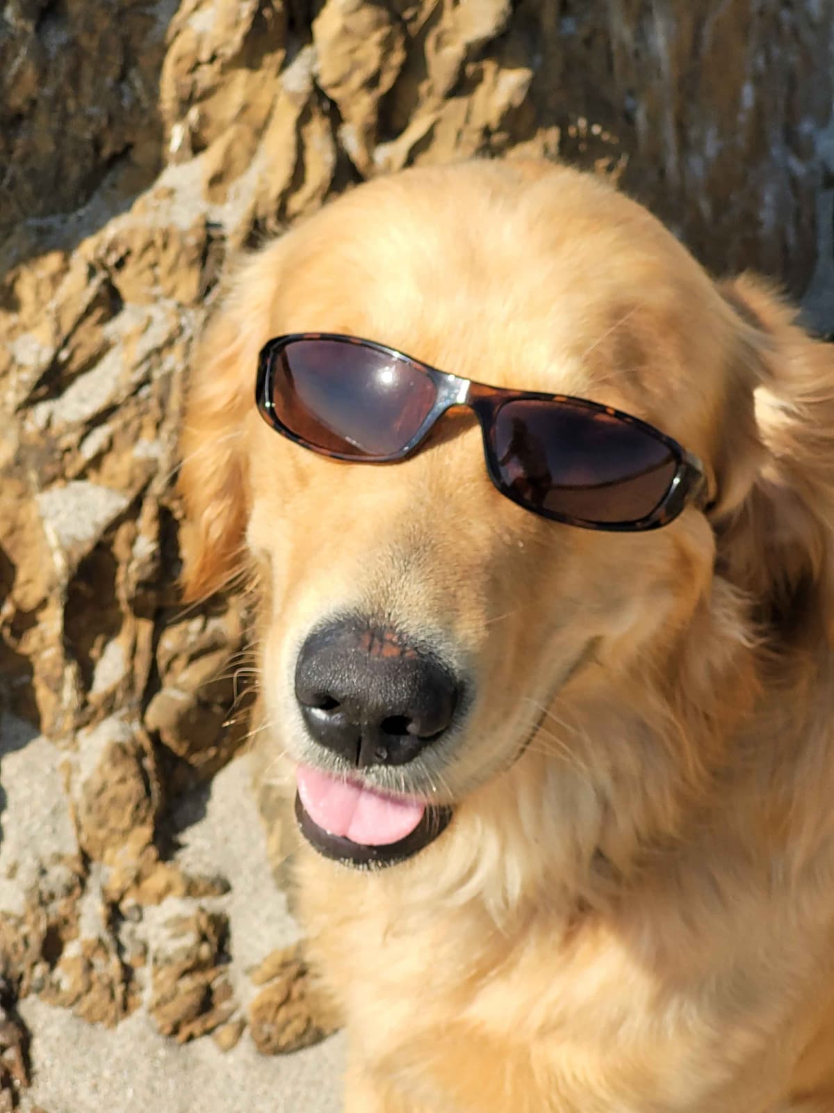 Golden Retriever Puppies breeder image 4