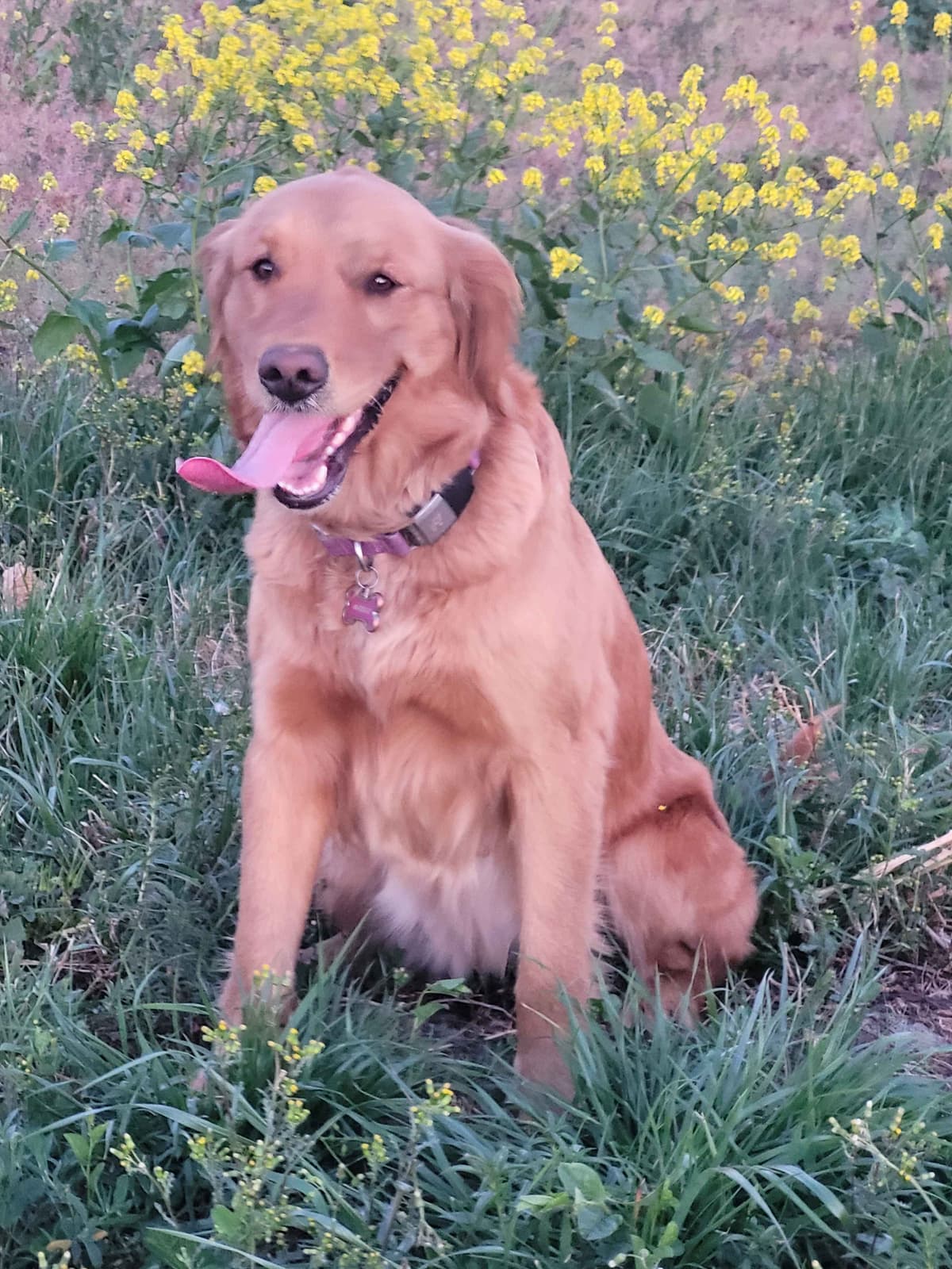 Golden Retriever Puppies breeder image 6
