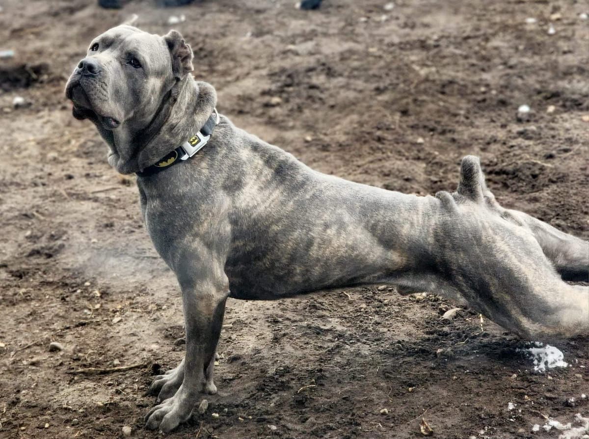 Cane Corso Puppies breeder image 4