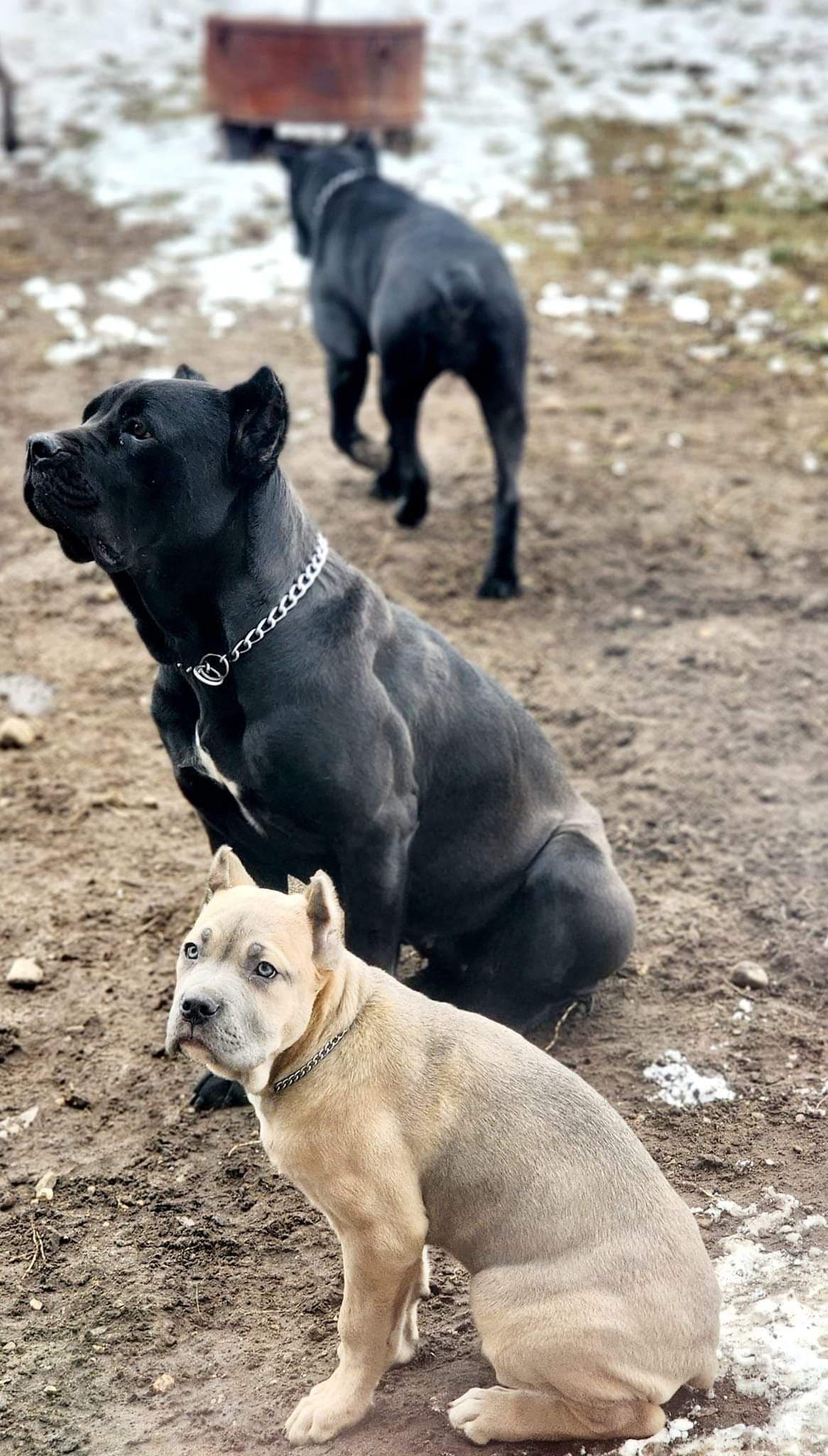 Cane Corso Puppies breeder image 3