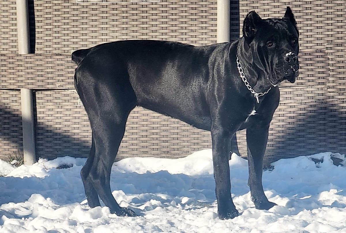 Cane Corso Puppies breeder image 5