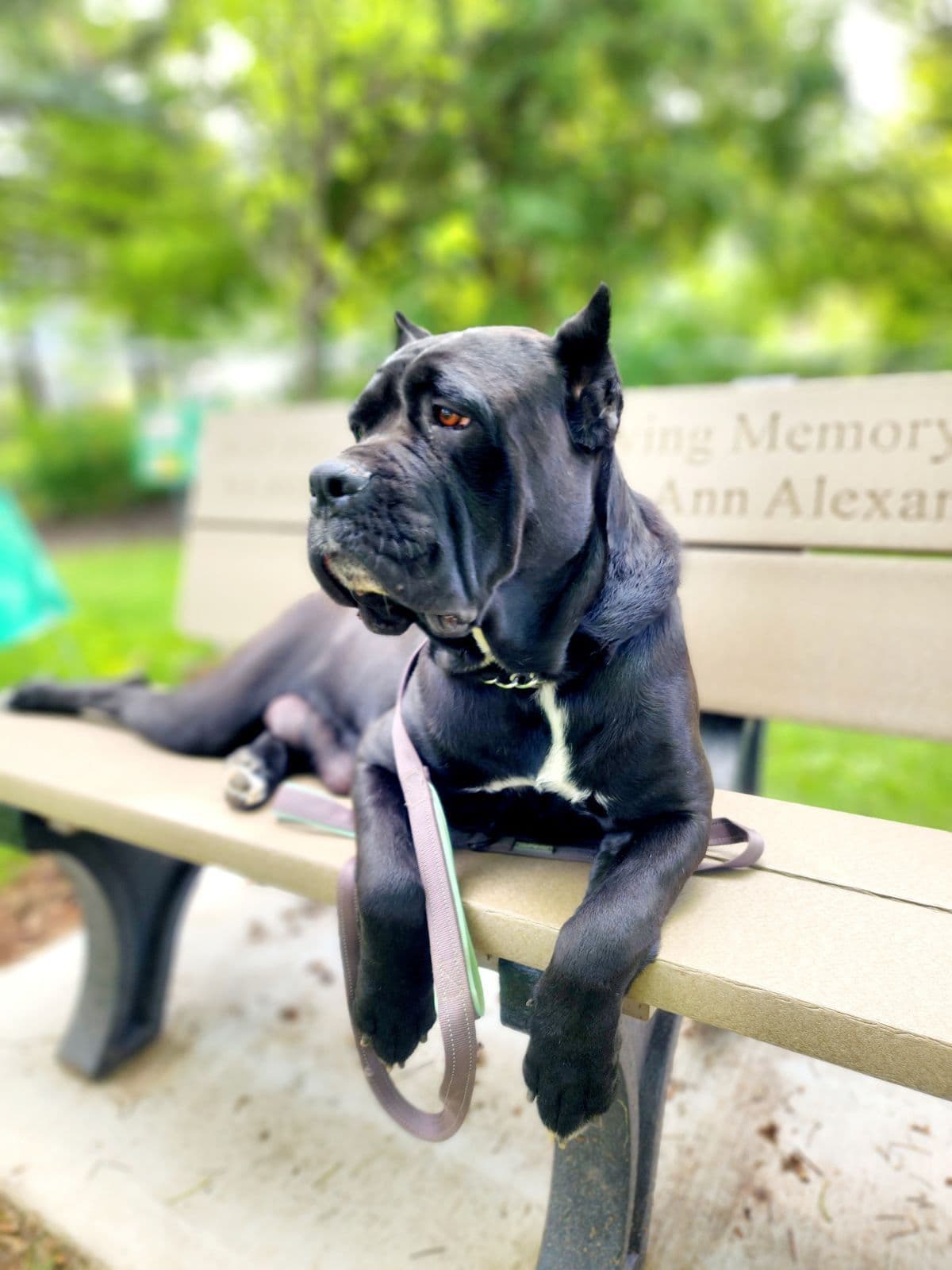 Cane Corso Puppies breeder image 7