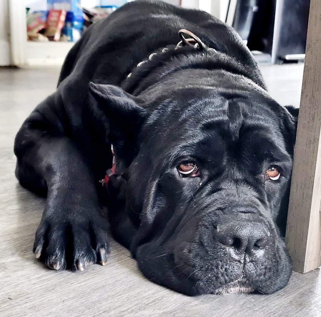 Cane Corso Puppies breeder image 9