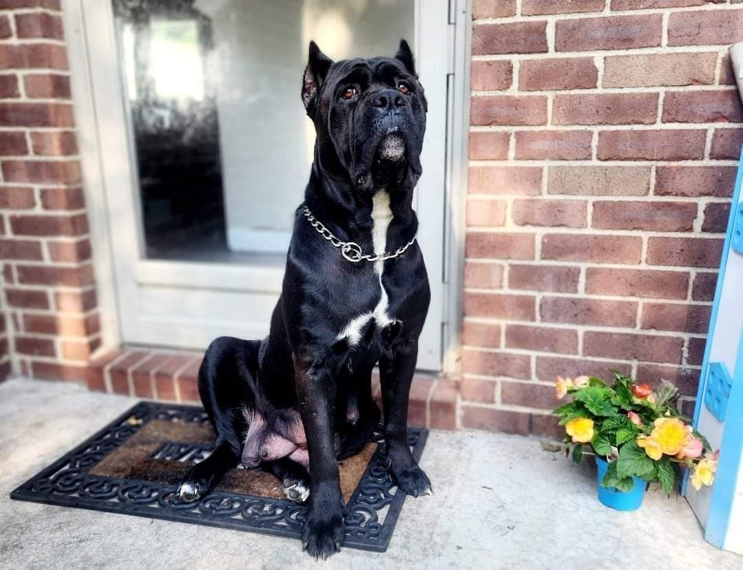 Cane Corso Puppies breeder image 10