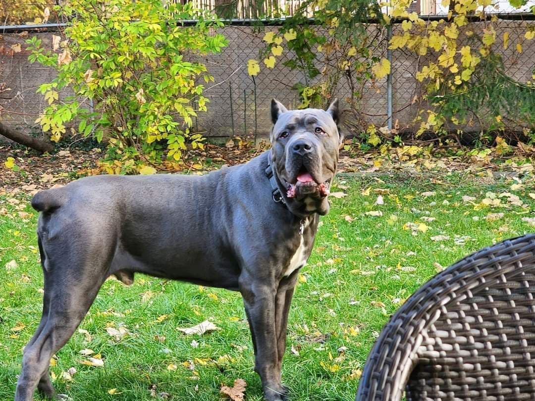 Cane Corso Puppies breeder image 12