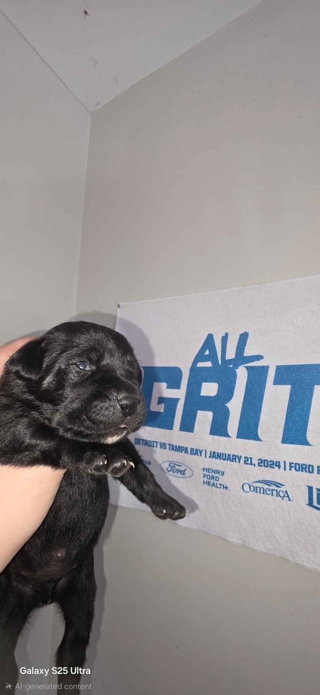 Cane Corso Puppies media 2