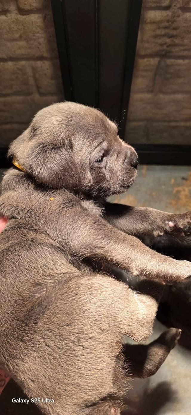 Cane Corso Puppies media 3