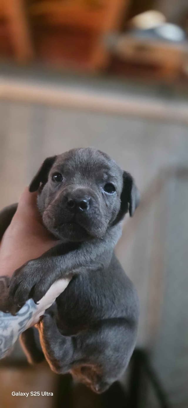 Cane Corso Puppies media 5