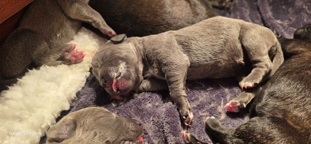 Cane Corso Puppies media 6