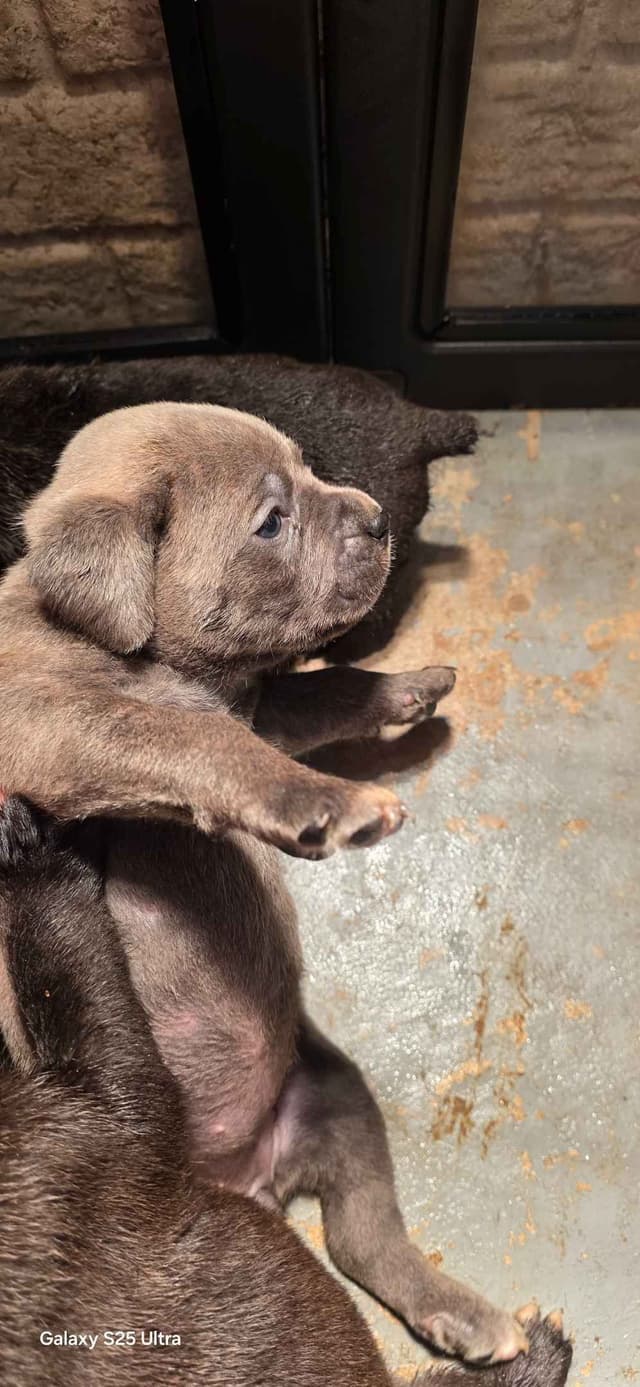 Cane Corso Puppies media 8