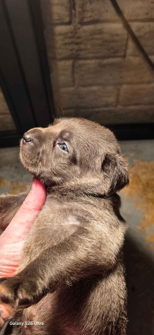 Cane Corso Puppies media 9