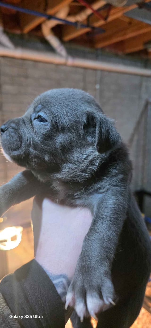 Cane Corso Puppies media 11