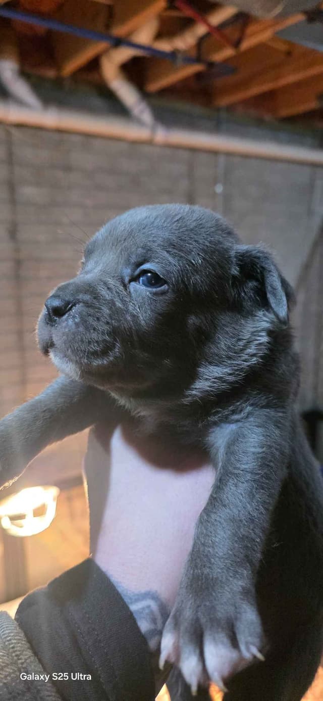 Cane Corso Puppies media 12
