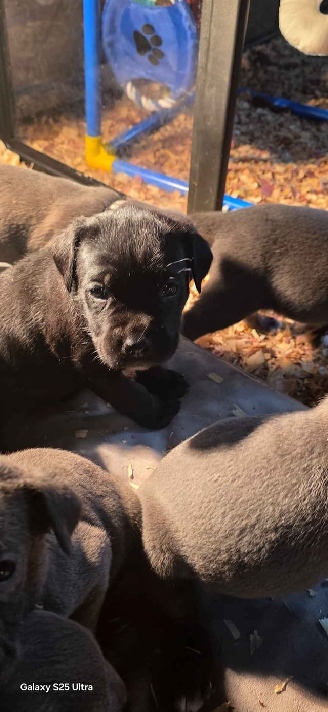 Cane Corso Puppies media 16