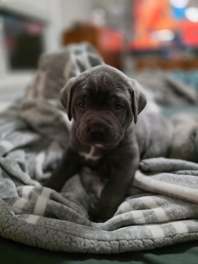 Cane Corso Puppies media 17