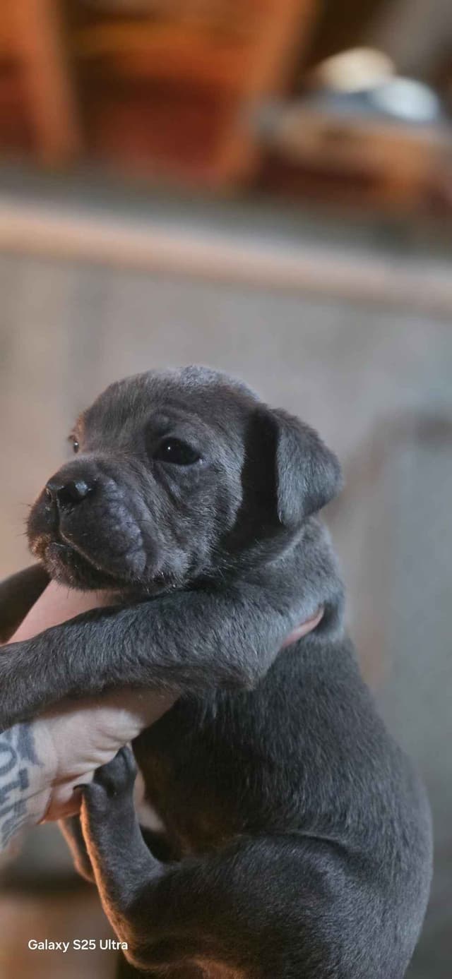 Cane Corso Puppies media 20