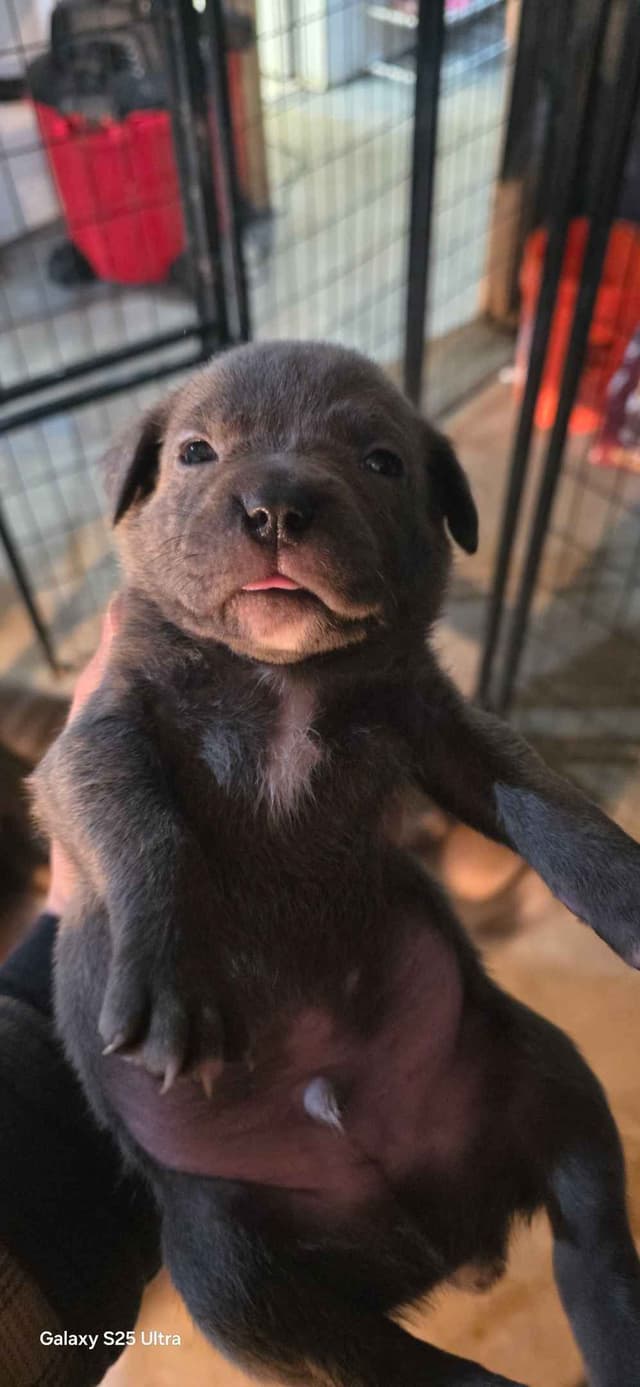 Cane Corso Puppies media 21