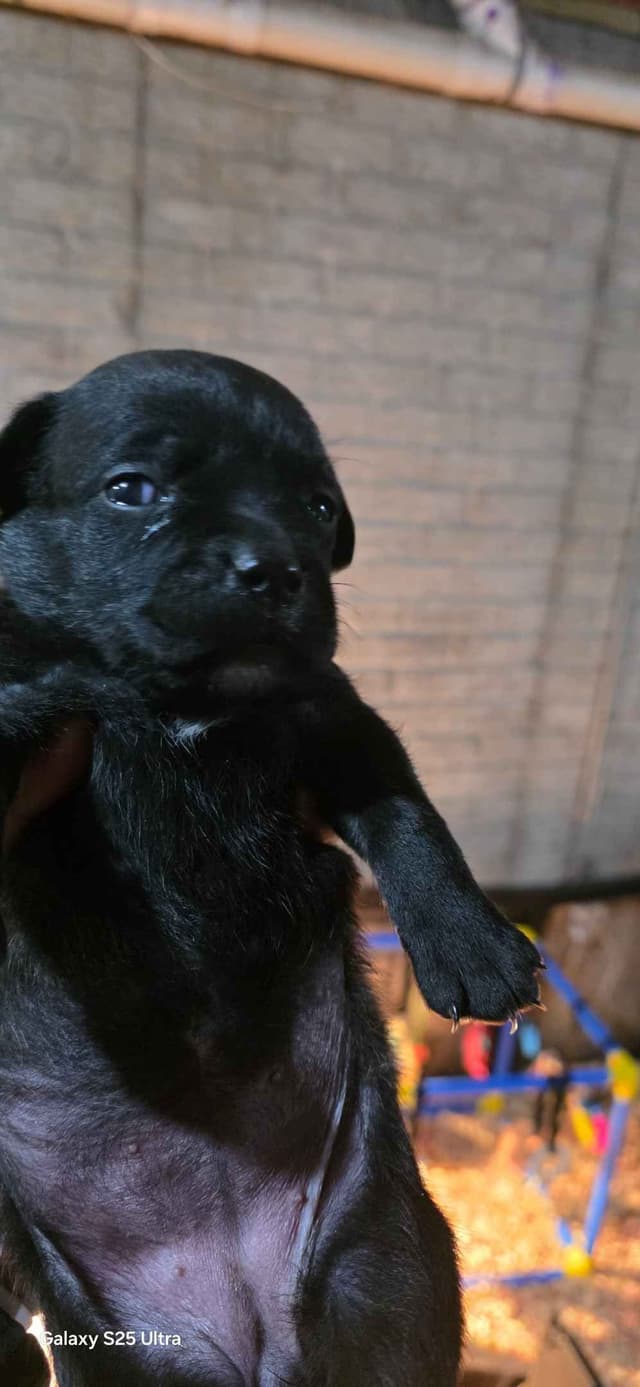 Cane Corso Puppies media 22