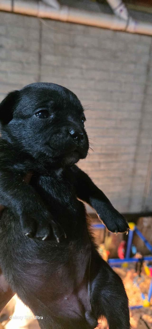 Cane Corso Puppies media 23
