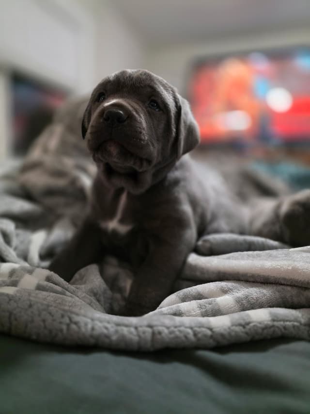 Cane Corso Puppies media 25