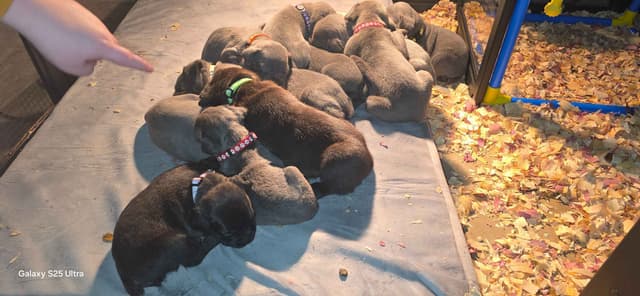 Cane Corso Puppies media 27