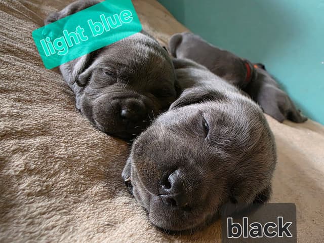 Cane Corso Puppies media 2