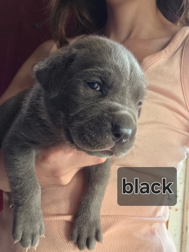 Cane Corso Puppies media 3