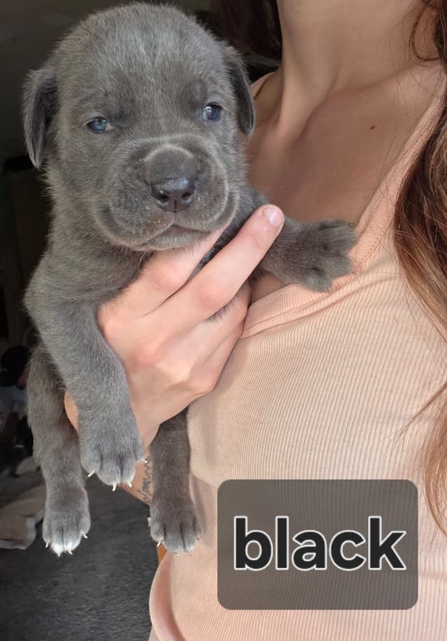 Cane Corso Puppies media 5