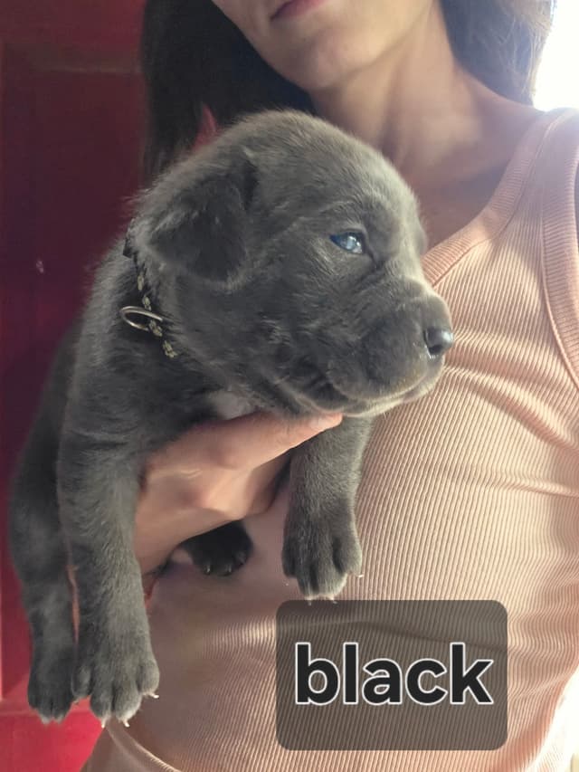 Cane Corso Puppies media 6