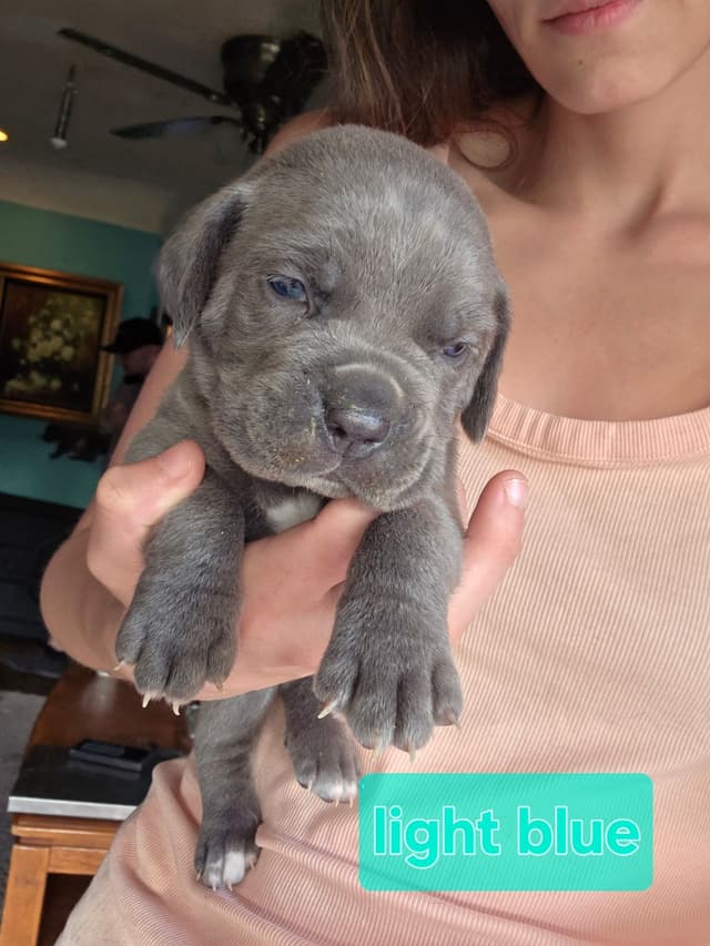 Cane Corso Puppies media 7
