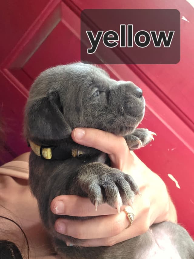 Cane Corso Puppies media 9