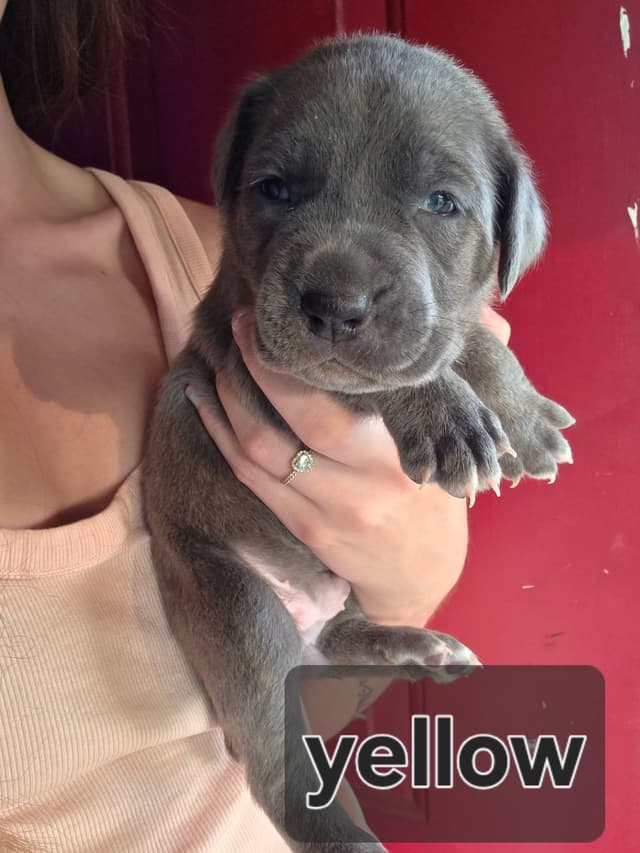 Cane Corso Puppies media 10