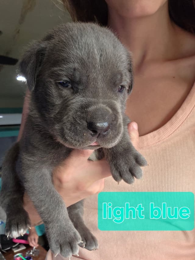 Cane Corso Puppies media 11