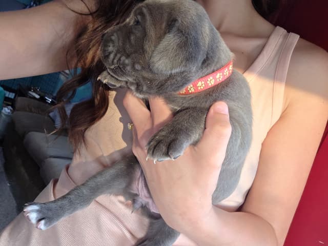 Cane Corso Puppies media 14