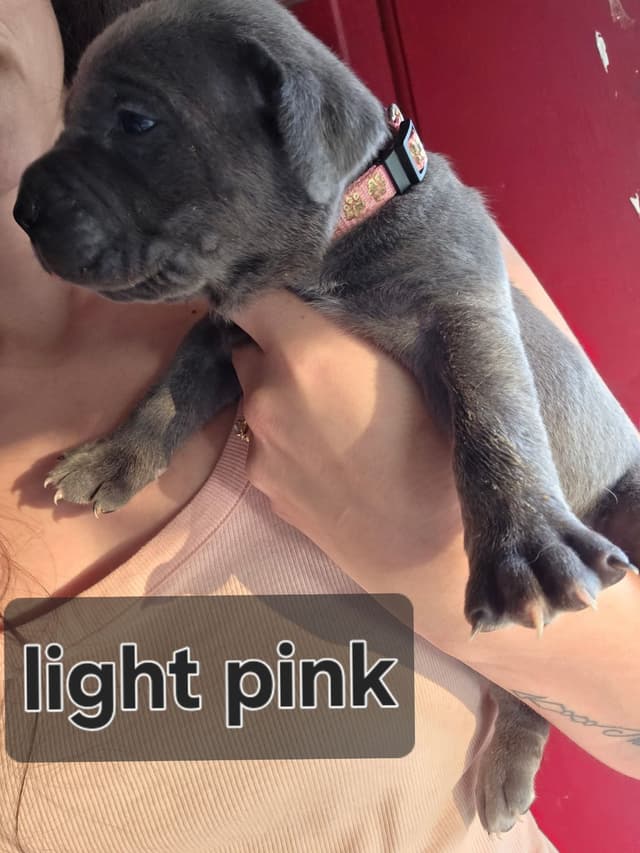 Cane Corso Puppies media 16