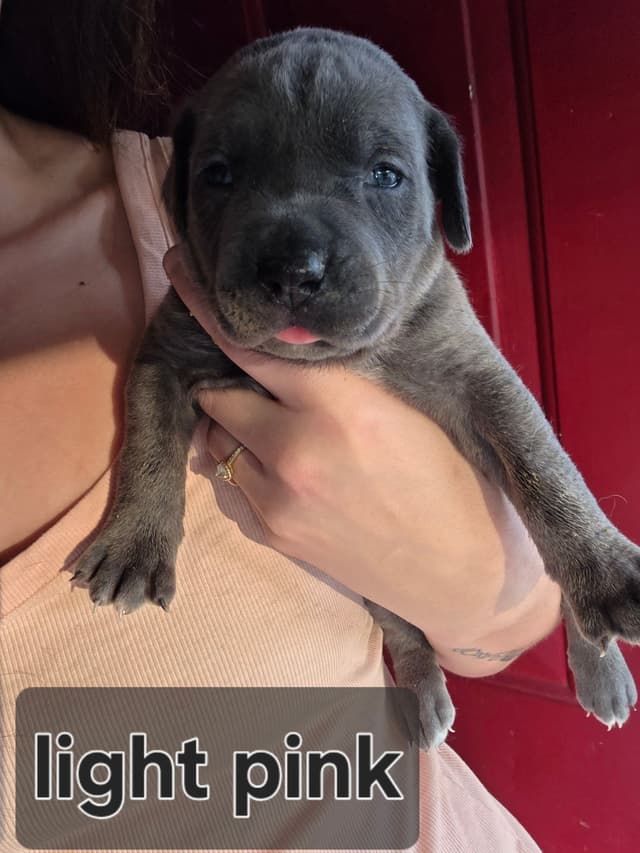Cane Corso Puppies media 17