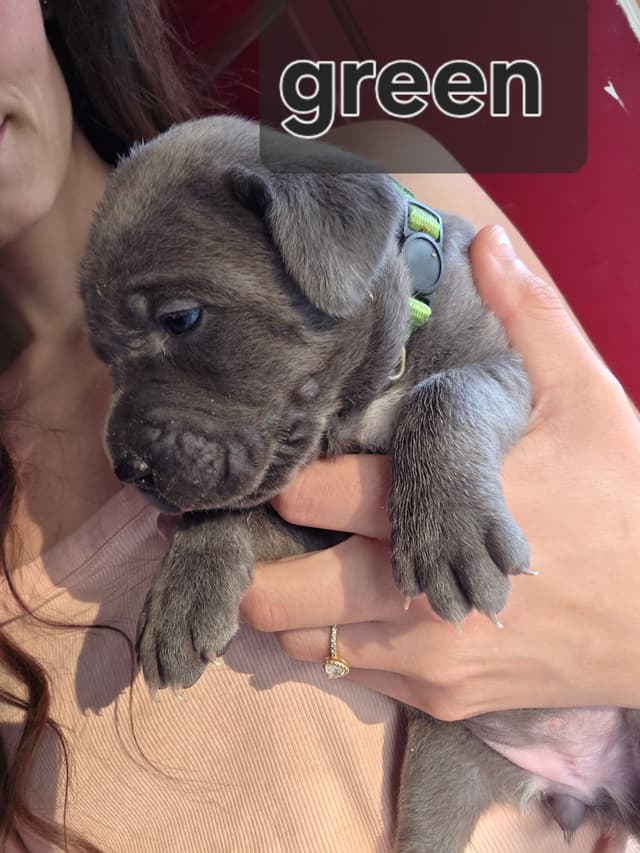 Cane Corso Puppies media 18
